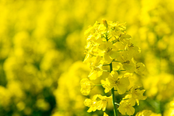 油菜的花图片下载