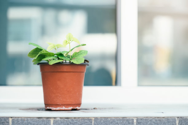 建筑物外花盆里的植物。图片下载