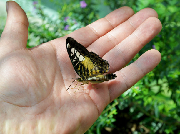 蝴蝶在手里图片下载