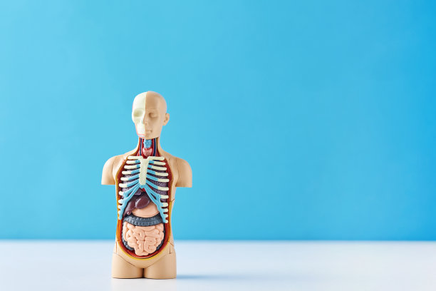 人体解剖模型与内部器官在一个蓝色的背景。解剖人体模特图片下载