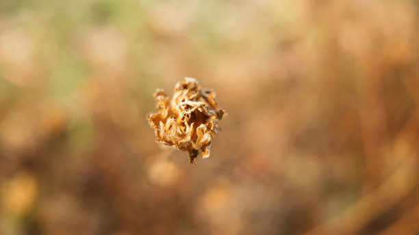 小的野花图片下载