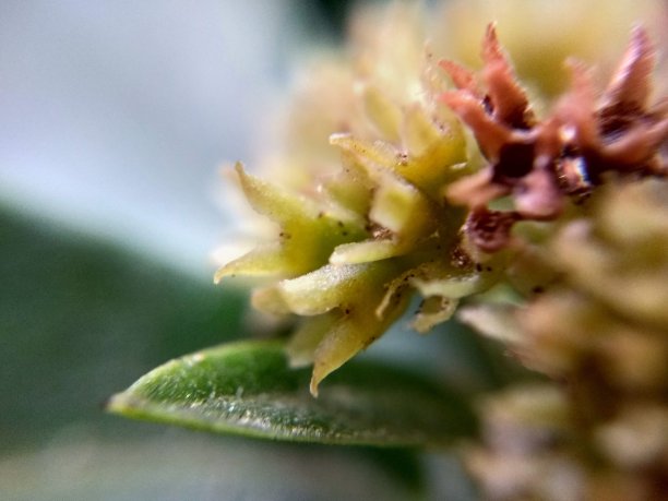 对植物部分的宏观特写图片下载