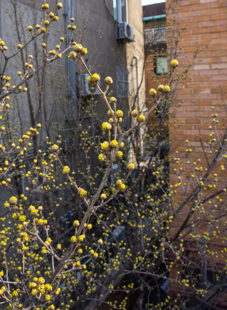 树黄芽图片下载