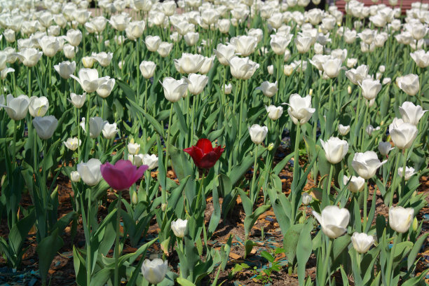 春天的白色郁金香图片下载