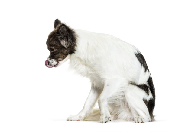 吉娃娃坐在白色背景前图片下载