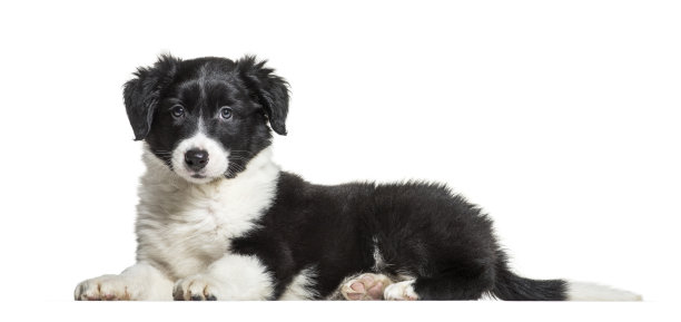 博德牧羊犬，9周大，躺在白色背景前图片下载