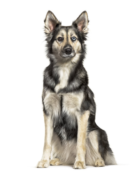 西伯利亚哈士奇坐在白色背景前图片下载