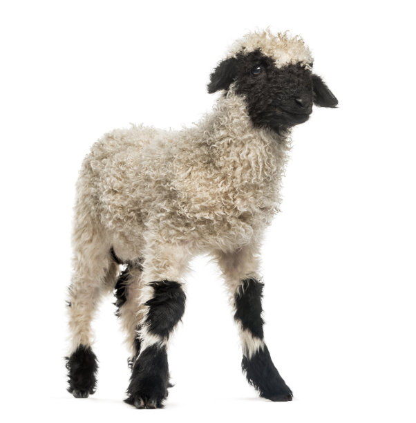 兰姆在白色背景前看着摄像机图片下载