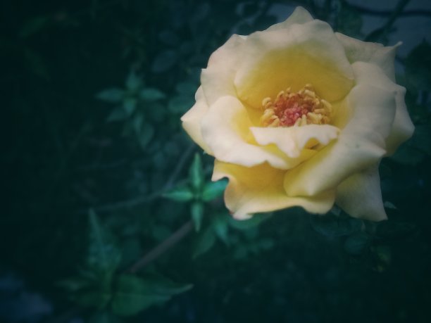 黄色的玫瑰配上深色的背景图片下载