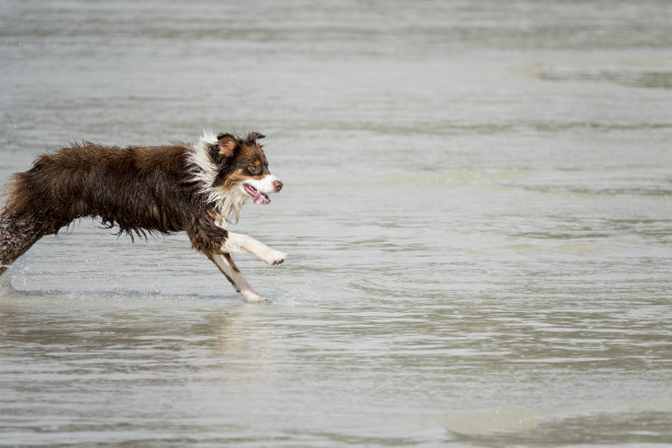 沿着海滩奔跑的狗。图片下载