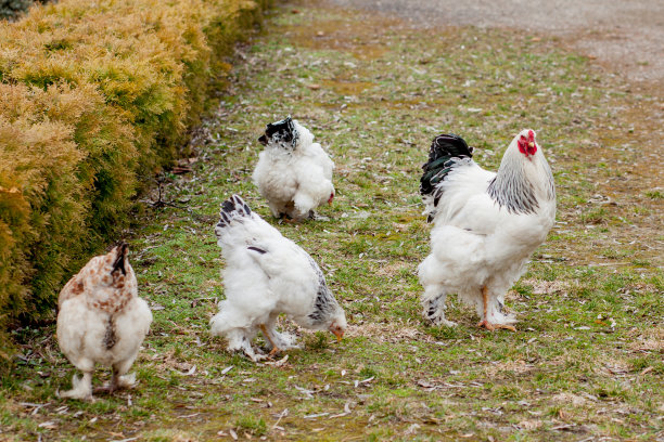 在阳光明媚的春天，在农村院子的旧木谷仓墙壁上的绿色草地上生长着健康的白母鸡。养鸡、健康肉蛋生产理念图片下载