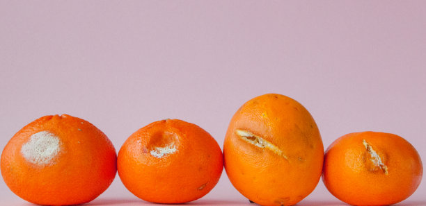 一组腐烂的发霉的橘子，粉红色的背景上的橘子。一张正在生长的霉菌的照片。食品污染，坏坏的，恶心的腐烂的水果。剩菜的概念图片下载