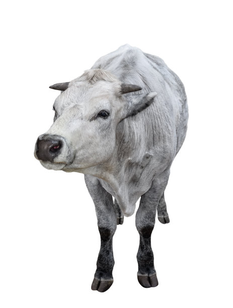 奶牛全长孤立在白色背景上。图片下载