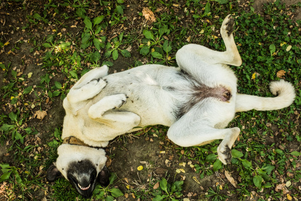 牧羊狗躺下图片下载