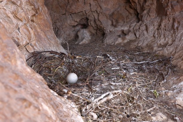 秃鹰在春天用树枝在岩洞里筑蛋筑巢图片下载