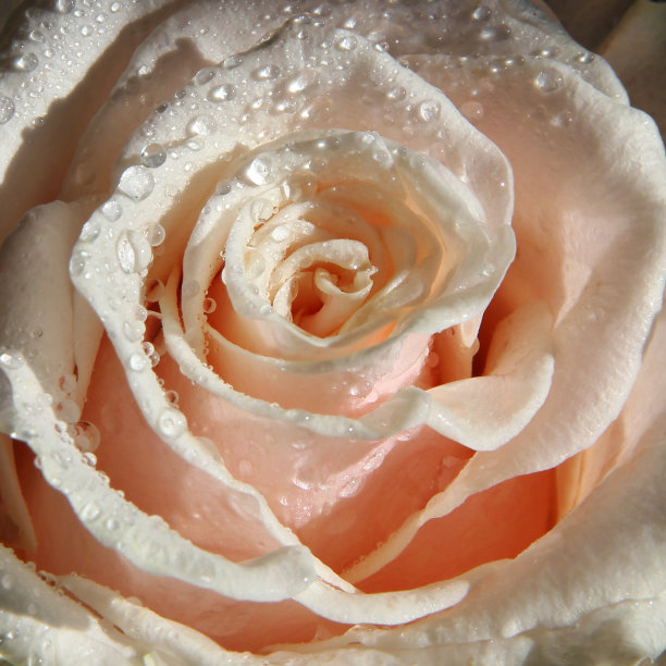 露珠中的玫瑰。图片下载