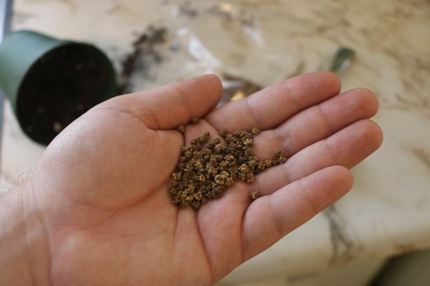 暗红色甜菜种子生长照片。种子准备播种了。园艺主题照片图片下载