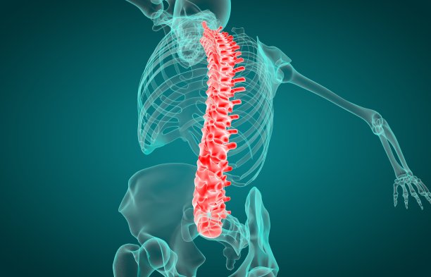 人体脊柱x线三维图示图片下载