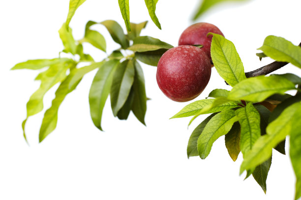 新鲜成熟的桃子挂在树枝上，孤立在纯白色的背景上图片下载
