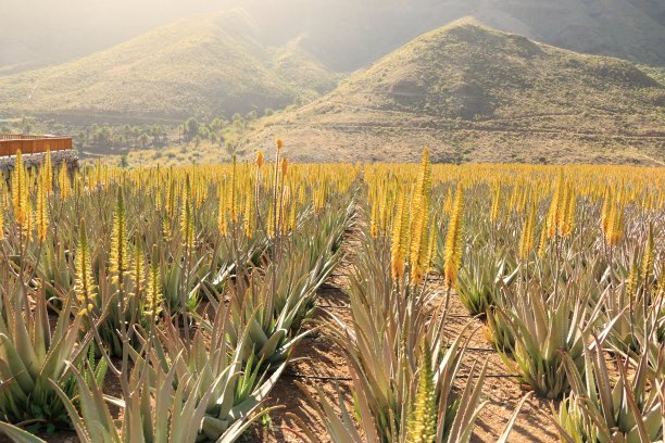西班牙大加那利岛的芦荟种植园图片下载