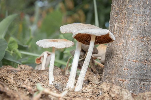 地面上白色蘑菇的微距照片。图片下载