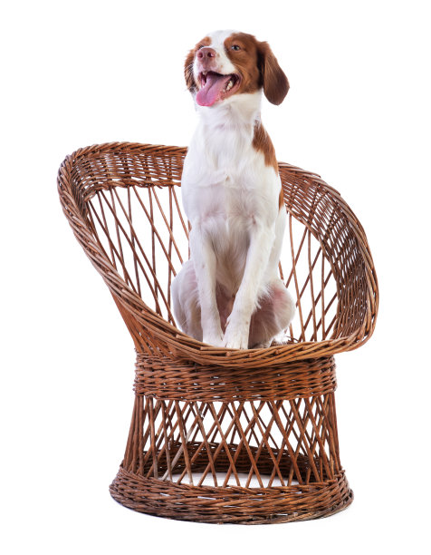 椅子上的布列塔尼猎犬图片下载