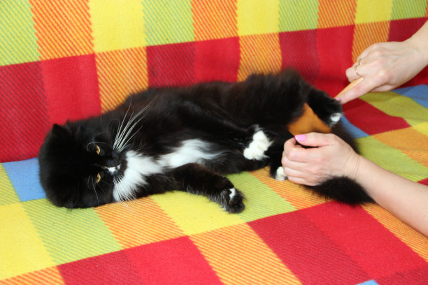 梳毛黑猫的女主人。照顾家养宠物图片下载