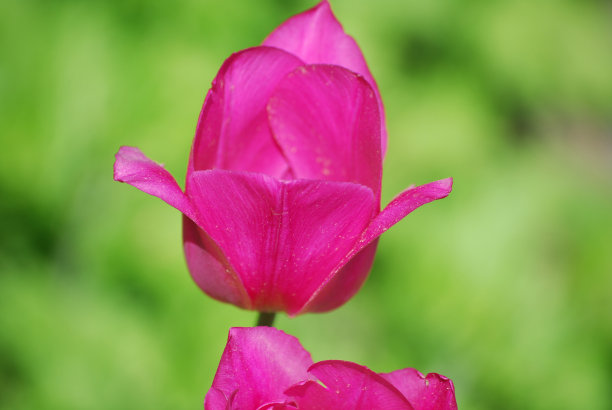 粉红色的郁金香开花了图片下载