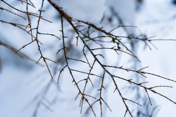 没有叶子的树枝在白雪覆盖的森林里，在树枝的一部分上有蓬松的雪。背景照片与棕色树枝。图片下载