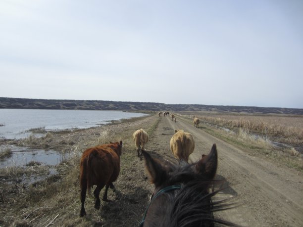 《老牛马》作者:Andrea Lawrence C-1020377图片下载