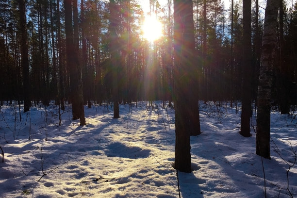 冬天森林里的日落。图片下载