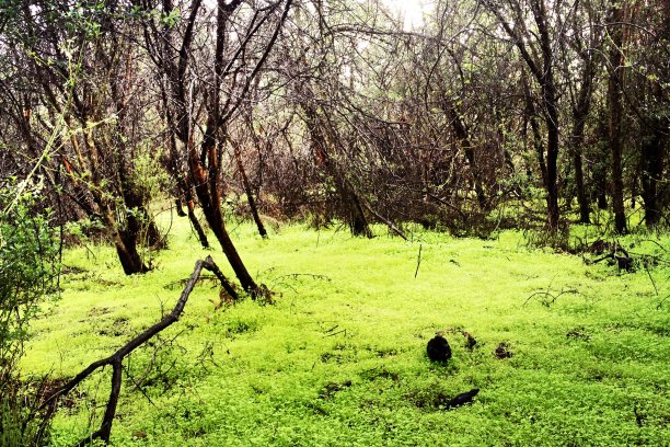 雨后的绿色森林地面图片下载