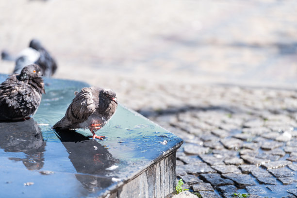 波兰华沙历史上阳光明媚的夏日清晨，街道上有许多鸽子喷泉和小溪图片下载