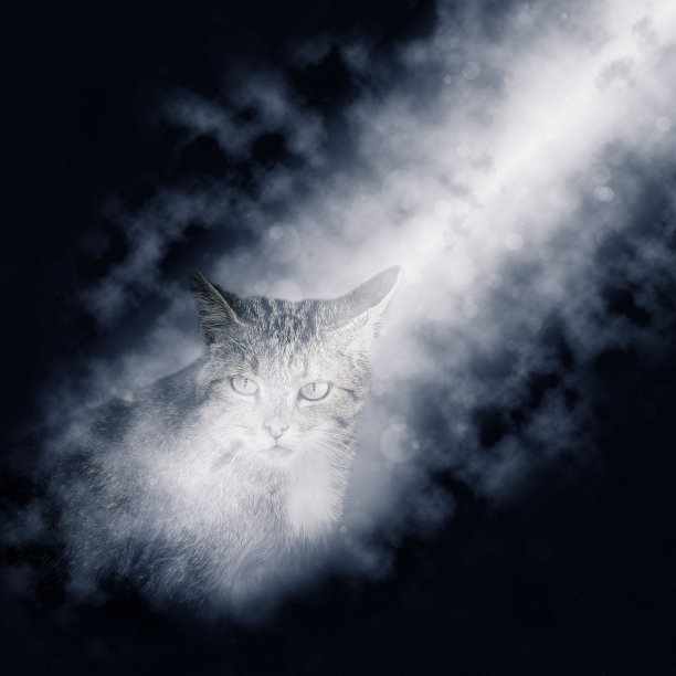 野猫坐在月光下。欧洲野猫，野猫图片下载