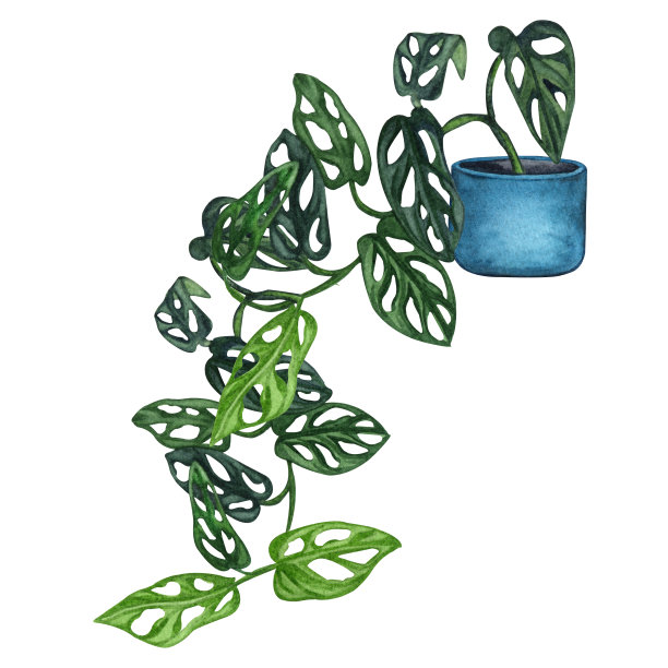 室内植物水彩插画，蓝色花盆小叶龟背竹图片下载