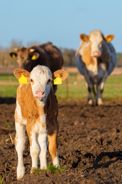 一头母牛和一头小牛图片下载
