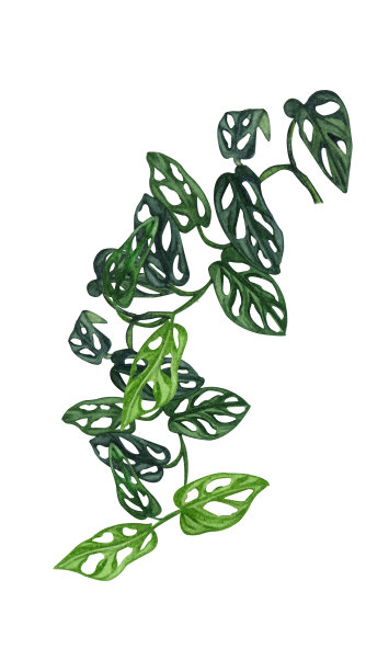 室内植物水彩插画图片下载