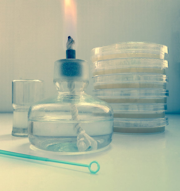 在细菌学实验室的培养环境中，用于在有盖培养皿上播种生物材料的工具图片下载