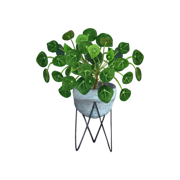 室内植物水彩插画。家工厂图片下载