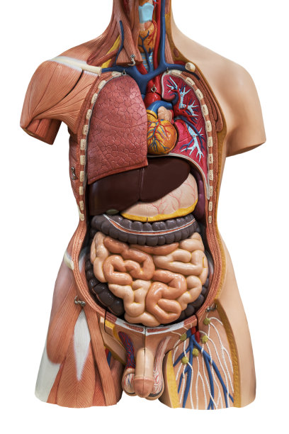人体解剖学的模型图片下载
