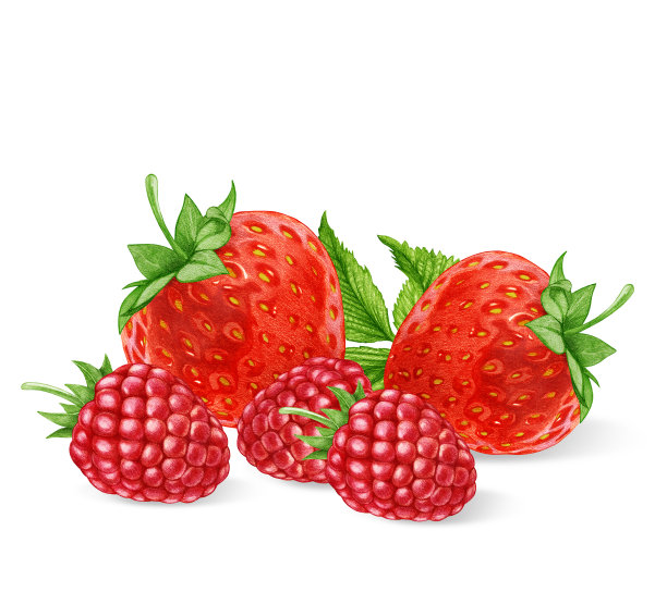 手绘的覆盆子和草莓。数字彩色。图片下载