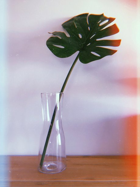 绿色的叶子图片下载