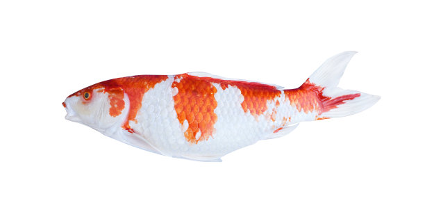 彩色鲤鱼或锦鲤孤立在白色背景与修剪路径图片下载