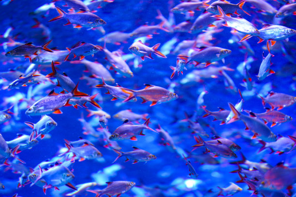 热带鱼类水下素材图片