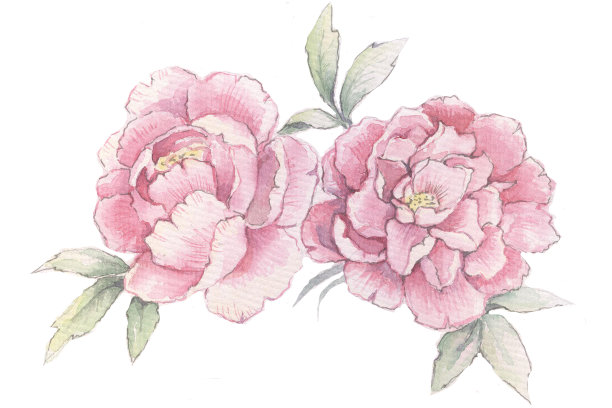 这些花是粉红色的牡丹水彩画图片下载