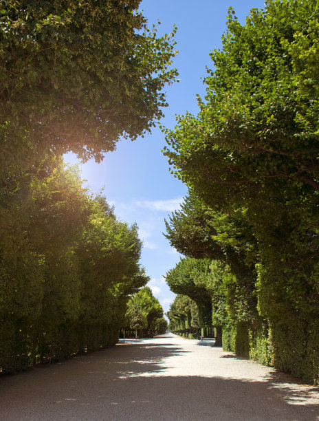 公园里的树图片下载