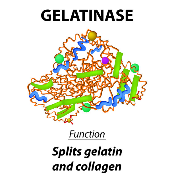 明胶酶分子结构化学式。消化道明胶酶的功能。劈开明胶和胶原蛋白。信息图。矢量插图在孤立的背景。图片下载