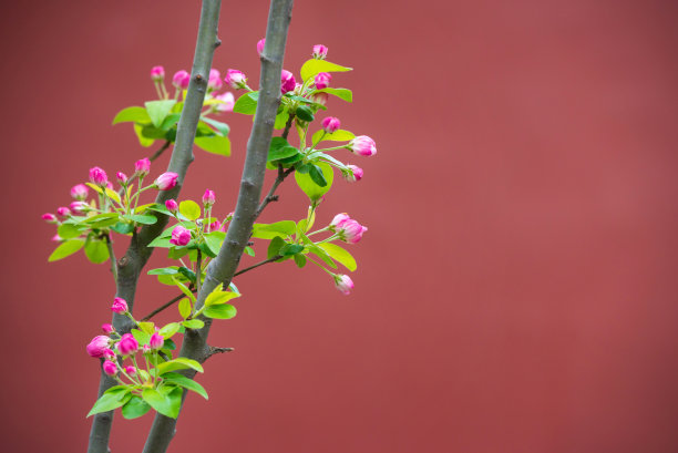 美丽的小苹果树花盛开在红色背景与复制空间图片下载