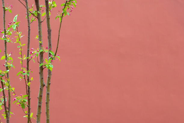 漂亮的小苹果树花在红色的墙上与复制空间图片下载