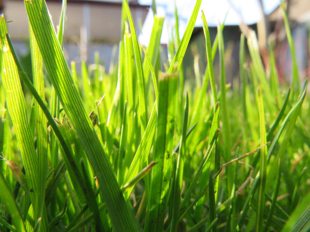 草宏和阳光图片下载